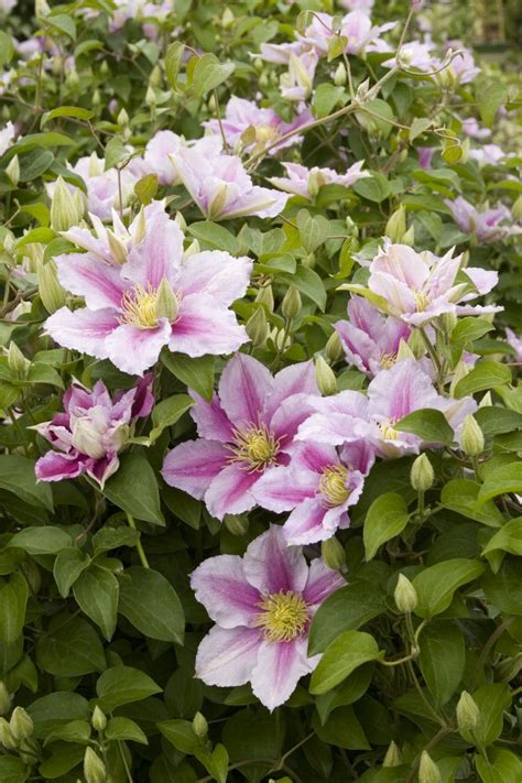 Piilu® Clematis, Clematis hybrid Little Duckling PP。